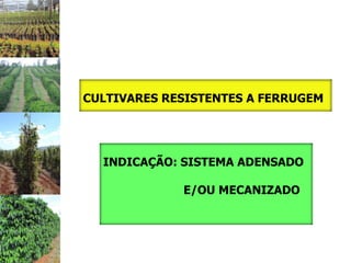 CULTIVARES RESISTENTES A FERRUGEM




  INDICAÇÃO: SISTEMA ADENSADO

             E/OU MECANIZADO
 