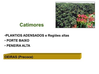Catimores

•PLANTIOS ADENSADOS e Regiões altas
• PORTE BAIXO
• PENEIRA ALTA


OEIRAS (Precoce)
 