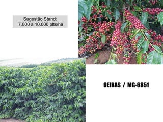 Sugestão Stand:
7.000 a 10.000 plts/ha




                         OEIRAS / MG-6851
 