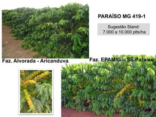 PARAÍSO MG 419-1
                                     Sugestão Stand:
                                  7.000 a 10.000 plts/ha




Faz. Alvorada - Aricanduva   Faz. EPAMIG – SS Paraíso
 