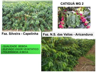 CATIGUÁ MG 2




Faz. Silveira - Capelinha    Faz. N.S. das Valias - Aricanduva


- QUALIDADE BEBIDA
- ELEVADO VIGOR VEGETATICO
- TOLERÂNCIA A SECA
 