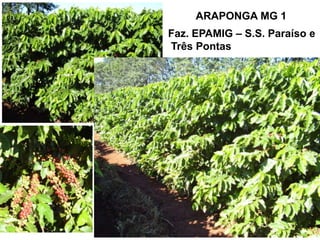 ARAPONGA MG 1
Faz. EPAMIG – S.S. Paraíso e
Três Pontas
 