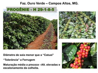 Faz. Ouro Verde – Campos Altos, MG.
  PROGÊNIE - H 29-1-8-5




Diâmetro de saia menor que a “Catuaí”
“Tolerância” a Ferrugem
Maturação média a precoce –Alt. elevadas e
escalonamento da colheita.
 