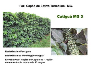 Faz. Capão da Estiva.Turmalina , MG.


                                             Catiguá MG 3




Resistência a Ferrugem
Resistência ao Meloidogyne exigua
Elevada Prod. Região de Capelinha – região
com ocorrência intensa de M. exigua
 