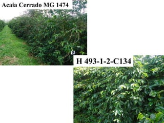 Acaia Cerrado MG 1474




                        H 493-1-2-C134
 
