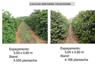 Lavouras adensadas mecanizadas




Espaçamento:                        Espaçamento:
   3,00 x 0,60 m                       3,00 x 0,80 m
Stand:                              Stand:
   5.555 plantas/ha                    4.166 plantas/ha
 