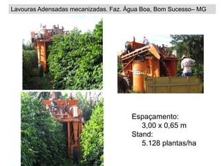 Lavouras Adensadas mecanizadas. Faz. Água Boa, Bom Sucesso– MG




                                      Espaçamento:
                                         3,00 x 0,65 m
                                      Stand:
                                         5.128 plantas/ha
 