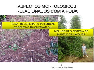 ASPECTOS MORFOLÓGICOS
   RELACIONADOS COM A PODA

PODA : RECUPERAR O POTENCIAL
  PRODUTIVO DA CULTIVAR OU
                           MELHORAR O SISTEMA DE
                            MANEJO DA LAVOURA




                                           Foto: Cristiano
 