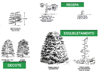RECEPA




         ESQUELETAMENTO




DECOTE
 
