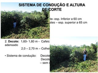 SISTEMA DE CONDUÇÃO E ALTURA
                   DE CORTE
1. Recepa: 30-50 cm
• Sistema de condução: Uma haste- esp. Inferior a 60 cm
                       Duas hastes – esp. superior a 65 cm




2. Decote: 1,60- 1,80 m - Cafeicultura de montanha ou sistema
adensado
           2,0 – 2,70 m – Colheita mecanizada

• Sistema de condução:   Decote baixo- 1 a 2 hastes
                          Decote alto, predomínio na mecanização
                         – sem desbrota
 