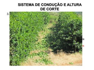 SISTEMA DE CONDUÇÃO E ALTURA
                  DE CORTE
3. Esqueletamento: - 30 – 50 cm do tronco principal
                   - Altura de corte = DECOTE

 Sistemas de condução:

        - Sistema Safra Zero - sem desbrota

        - Sist. adensado condução manual - com desbrota

        - Sist. Adensado mecanizado – sem desbrota com
                  esqueletamento a cada 2-4 anos

        - Sist. mecanizado tradicional – sem desbrota
 
