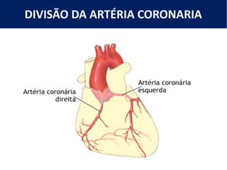 DIVISÃO DA ARTÉRIA CORONARIA