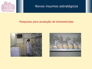 Pesquisas para produção de bioinseticidas Novos insumos estratégicos 