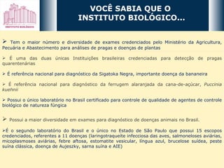 VOCÊ SABIA QUE O  INSTITUTO BIOLÓGICO... Tem o maior número e diversidade de exames credenciados pelo Ministério da Agricultura, Pecuária e Abastecimento para análises de pragas e doenças de plantas É uma das duas únicas Instituições brasileiras credenciadas para detecção de pragas quarentenárias É referência nacional para diagnóstico da Sigatoka Negra, importante doença da bananeira É referência nacional para diagnóstico da ferrugem alaranjada da cana-de-açúcar,  Puccinia kuehnii Possui o único laboratório no Brasil certificado para controle de qualidade de agentes de controle biológico de natureza fúngica Possui a maior diversidade em exames para diagnóstico de doenças animais no Brasil. É o segundo laboratório do Brasil e o único no Estado de São Paulo que possui 15 escopos credenciados, referentes a 11 doenças (laringotraqueíte infecciosa das aves, salmoneloses aviárias, micoplasmoses aviárias, febre aftosa, estomatite vesicular, língua azul, brucelose suídea, peste suína clássica, doença de Aujeszky, sarna suína e AIE) 