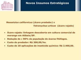 Novos Insumos Estratégicos   Neoseiulus californicus  ( ácaro predador)  x  Tetranychus urticae  (ácaro rajado)  Ácaro rajado: linhagem descoberta em cultura comercial de morango em Atibaia/SP. Redução de    90% da população de ácaros fitófagos. Custo do predador: R$ 300,00/ha. Custo de 20 aplicações de inseticida químico: R$ 2.400,00. 
