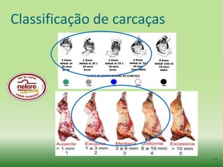 Classificação de carcaças




                            134
 