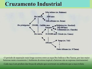 Cruzamento Industrial




-O período de separação mais longo ocorreu entre as raças Bos Indicus e Bos Taurus, por isso maior
heterose neste cruzamento ( Ambiente de stress tropical a heterose não se expressa inteiramente)
-Cada raça é um produto das forças de seleção que ocorreram no ambiente que a raça evoluiu
 