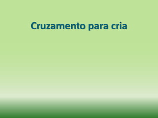 Cruzamento para cria
 