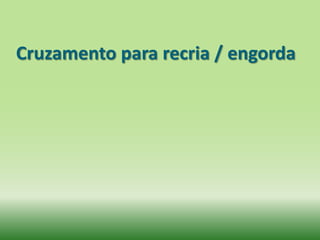 Cruzamento para recria / engorda
 