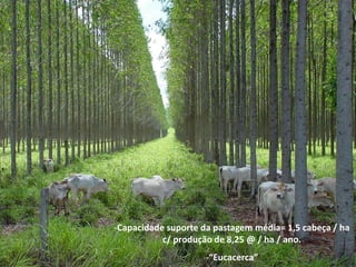-Capacidade suporte da pastagem média= 1,5 cabeça / ha
           c/ produção de 8,25 @ / ha / ano.
                     -“Eucacerca”
 