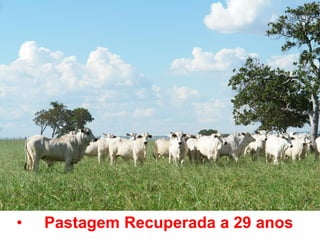 •   Pastagem Recuperada a 29 anos
 