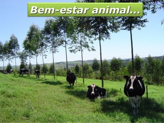 Bem-estar animal...
 