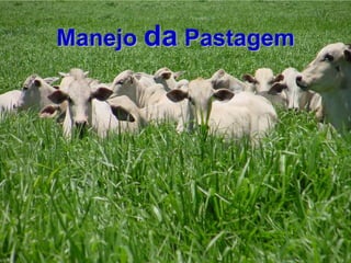 Manejo da Pastagem
 