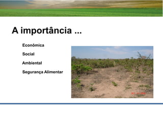 A importância ...
  Econômica

  Social

  Ambiental

  Segurança Alimentar
 