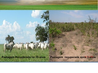 Pastagem Recuperada há 29 anos   Pastagem recuperada após 3 anos
 
