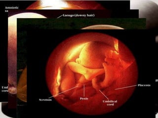 Assim caminha a humanidade
 