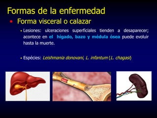 • Forma visceral o calazar
• Lesiones: ulceraciones superficiales tienden a desaparecer;
acontece en el hígado, bazo y médula ósea puede evoluir
hasta la muerte.
• Espécies: Leishmania donovani, L. infantum (L. chagasi)
Formas de la enfermedad
 