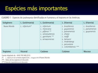 Espécies más importantes
 
