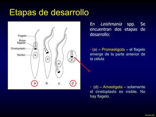 AG-ICB-USP
Etapas de desarrollo
En Leishmania spp. Se
encuentran dos etapas de
desarrollo:
• (a) – Promastigota – el flagelo
emerge de la parte anterior de
la célula
• (d) – Amastigota – solamente
el cinetoplasto es visible. No
hay flagelo.
 