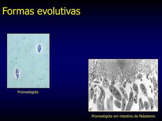 Promastigota em intestino de flebotomo
Formas evolutivas
Promastigota
 