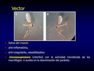 Vector
• Saliva del insecto
• anti-inflamatória,
• anti-coagulante, vasodilatadora
• imunosupresora (interfere con la actividad microbicida de los
macrófagos  auxilia en la diseminación del parásito.
 