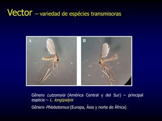 Vector – variedad de espécies transmisoras
Gênero Lutzomyia (América Central y del Sur) – principal
espécie – L. longipalpis
Gênero Phlebotomus (Europa, Ásia y norte de África)
 
