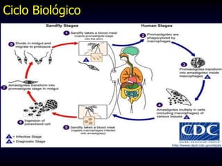 Ciclo Biológico
 