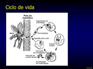Ciclo de vida
AG-ICB-USP
 