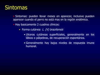 Sintomas
• Sintomas: pueden llevar meses en aparecer, inclusive pueden
aparecer cuando el perro no está mas en la región endémica.
• Hay basicamente 2 cuadros clínicos:
• Forma cutánea: L. (V) braziliensis
• Ulceras cutáneas superficiales, generalmente en los
lábios o pálpebras, de recuperación espontánea.
• Generalmente hay bajos niveles de respuesta imune
humoral.
 