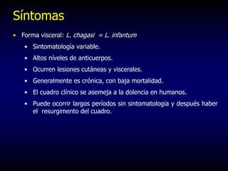 Síntomas
• Forma visceral: L. chagasi = L. infantum
• Sintomatología variable.
• Altos níveles de anticuerpos.
• Ocurren lesiones cutáneas y viscerales.
• Generalmente es crónica, con baja mortalidad.
• El cuadro clínico se asemeja a la dolencia en humanos.
• Puede ocorrir largos períodos sin sintomatologia y después haber
el resurgimento del cuadro.
 