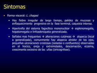Sintomas
• Forma visceral: L. chagasi
• Hay fiebre irregular de largo tiempo, palidez de mucosas y
enflaquecimiento progresivo en la fase terminal, caquexia intensa.
• Hipertrofia del sistema fagocítico mononuclear  esplenomegalia,
hepatomegalia e linfoadenopatia generalizada.
• Señales mas frequentes  alteraciones cutáneas  alopecia (local
o generalizada), comunmente hay alopecia alredor de los ojos,
pequeñas ulceraciones crostosas (isoladas o confluentes) observadas
en el hocico, oreja y extremidades, descamación, eczema,
crescimento excesivo de las uñas (onicogrifose).
 