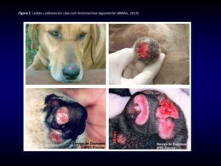 Figura 7. Lesões cutâneas em cães com leishmaniose tegumentar (BRASIL, 2017).
 