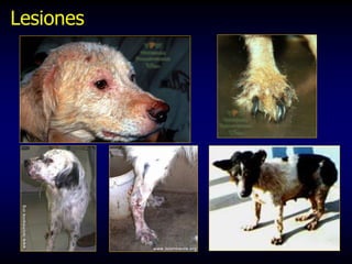 Lesiones
 