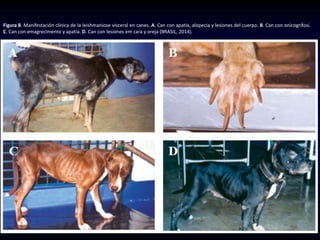 Figura 8. Manifestación clínica de la leishmaniose visceral en canes. A. Can con apatia, alopecia y lesiones del cuerpo. B. Can con onicogrifosi.
C. Can con emagrecimento y apatia. D. Can con lesiones em cara y oreja (BRASIL, 2014).
 