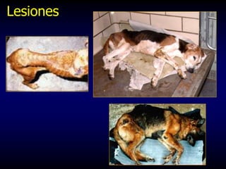 Lesiones
 