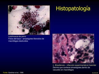Leishmania de perro
Fotos del bazo - amastigotes liberados de
macrófagos destruídos
L. Brasiliensis – infección experimental en hasmter
Dermis que contiene amastigotes dentro de
vacuolos en macrófagos
Fonte: Gardiner et al., 1998
Histopatología
AG-ICB-USP
 