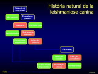 AG-ICB-USP
Hospedeiro
suscetível
Não exposto
Exposto ao
parasita
Infectado Não infectado
Assintomático
Clinicamente
aparente
Cura clínica
espontânea
Infecção
crônica
Tratamento
Infecção
curada
Infecção
persistente
Curado e livre
de parasitas
Reativação
clínica
Assintomático
História natural de la
leishmaniose canina
Fonte: Moreno & Alvar (2002). Trends in Parasitology 18: 399-405
 