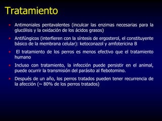 Tratamiento
• Antimoniales pentavalentes (inculcar las enzimas necesarias para la
glucólisis y la oxidación de los ácidos grasos)
• Antifúngicos (interfieren con la síntesis de ergosterol, el constituyente
básico de la membrana celular): ketoconazol y amfotericina B
• El tratamiento de los perros es menos efectivo que el tratamiento
humano
• Incluso con tratamiento, la infección puede persistir en el animal,
puede ocurrir la transmisión del parásito al flebotomino.
• Después de un año, los perros tratados pueden tener recurrencia de
la afección (~ 80% de los perros tratados)
 