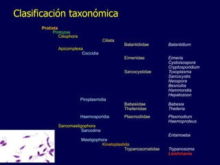 Clasificación taxonómica
Protista
Protozoa
Ciliophora
Ciliata
Balantidiidae Balantidium
Apicomplexa
Coccidia
Eimeriidae Eimeria
Cystoisospora
Cryptosporidium
Sarcocystidae Toxoplasma
Sarcocystis
Neospora
Besnoitia
Hammondia
Hepatozoon
Piroplasmidia
Babesiidae Babesia
Theileriidae Theileria
Haemosporidia Plasmodiidae Plasmodium
Haemoproteus
Sarcomastigophora
Sarcodina
Entamoeba
Mastigophora
Kinetoplastida
Trypanosomatidae Trypanosoma
Leishmania
 