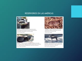 RESERVORIOS EN LAS AMÉRICAS
 